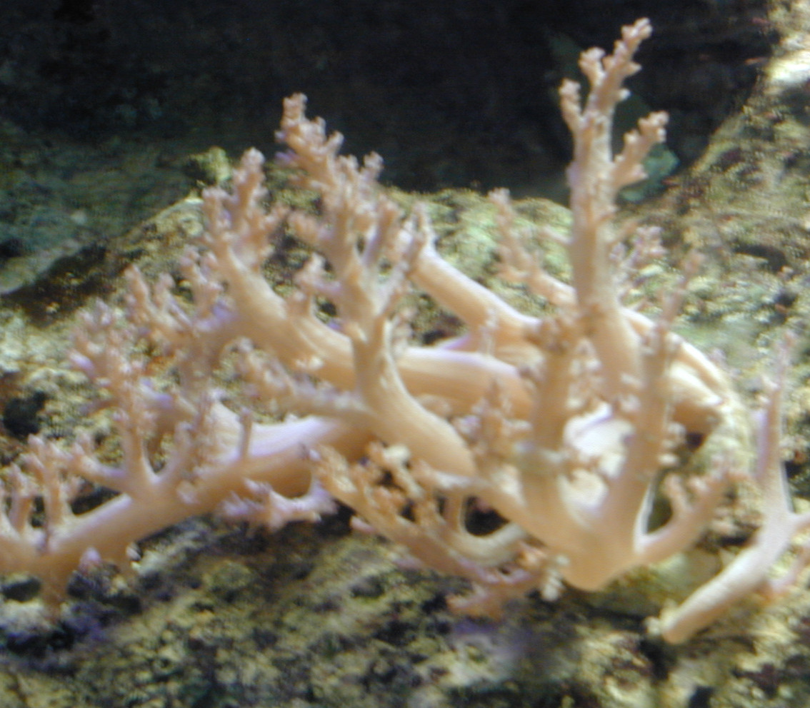 aquarium1.jpg (292344 Byte)